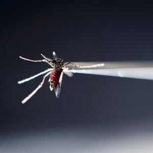 Cientistas sugerem que zika pode ser transmitida por lágrimas de infectado