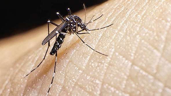 6 respostas sobre a nova vacina contra a dengue
